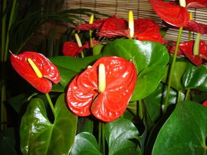 新春佳節花意濃 中國科學院春節禮品花卉展引領健康消費新風尚